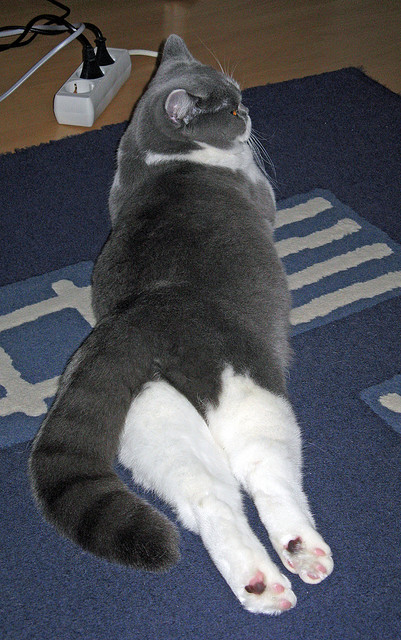 开云官方网页登录-_森林狼士气高涨，冲击季后赛目标_，森林狼重返季后赛