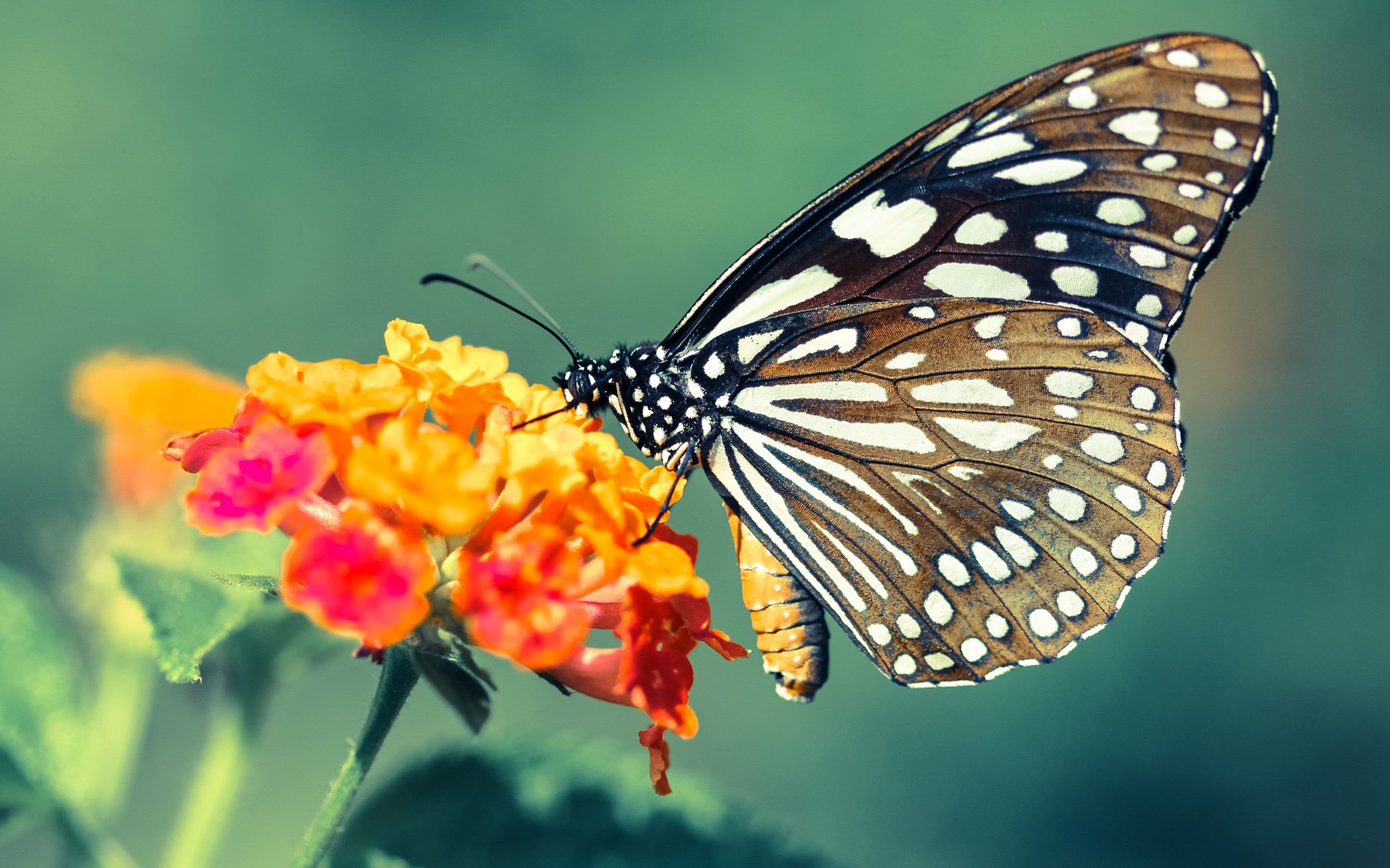 开云官方网站-_绿色运动新风尚：推广低碳、环保的运动理念_，绿色低碳环保的宣传语