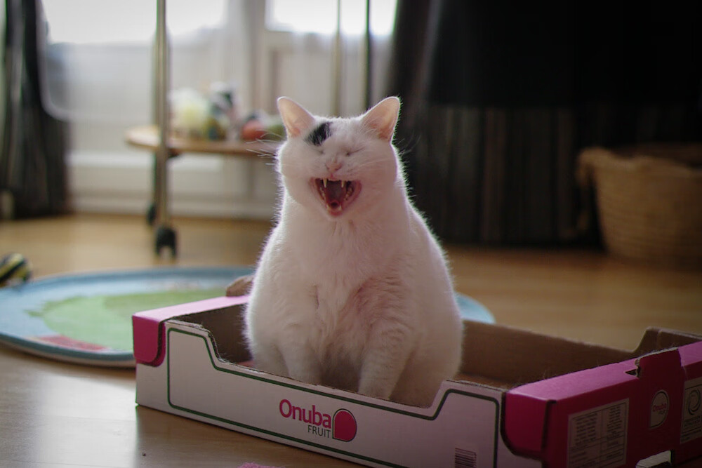 开云中国大陆-英格兰反曲弓队在2024年英国田野锦标赛中获胜，反曲弓比赛