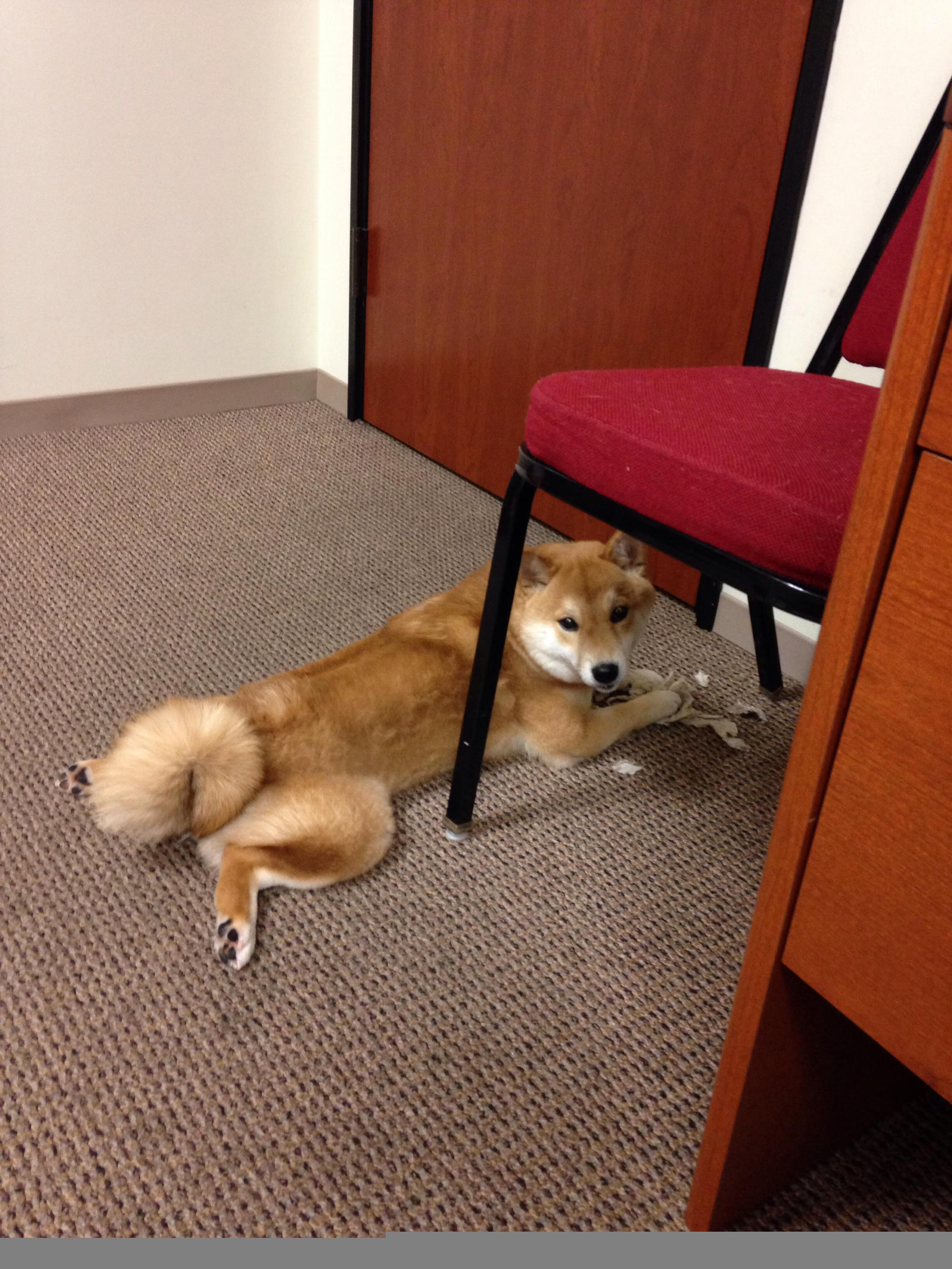 开云官网APP下载-PSG.LGD选手个人荣誉榜添新星，lgd是psg赞助的