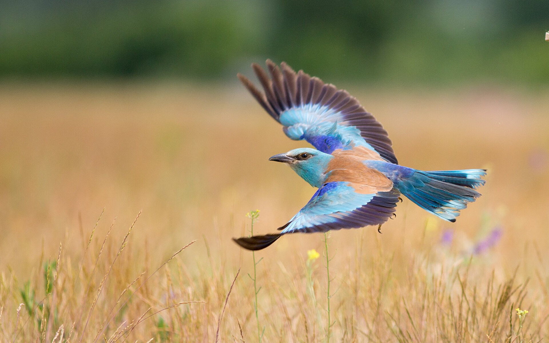 开云官网登录-乌迪内斯力压佛罗伦萨，取得胜利，乌迪内斯与佛罗伦萨足球比分预测