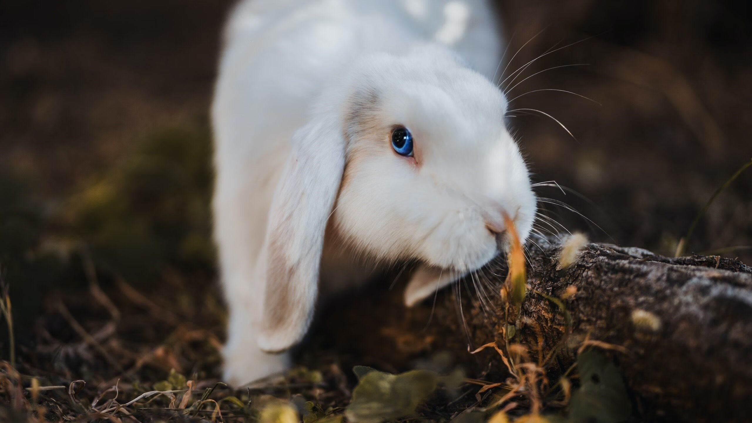 开云官方-加拿大女足队稳健防守，坚守胜利，加拿大 女足