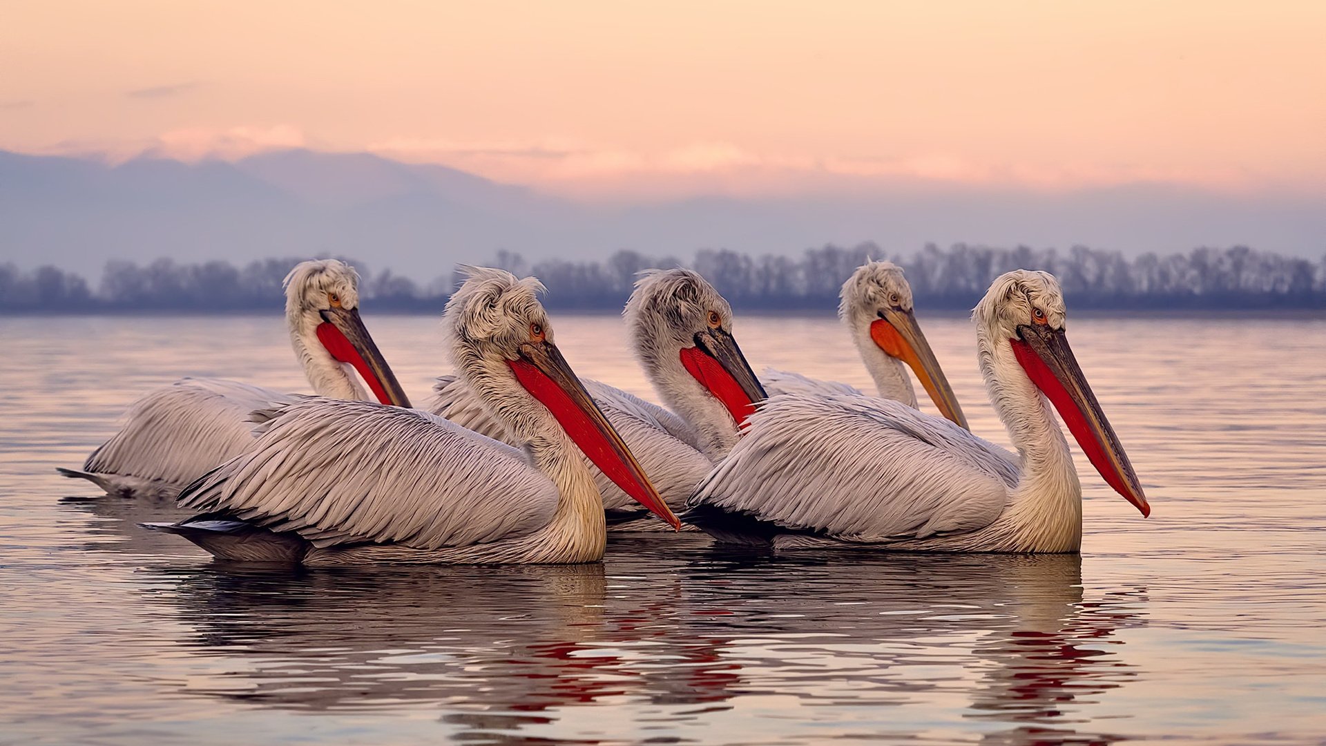 开云网页版-摩纳哥客场小胜雷恩，取得三连胜，摩纳哥球迷
