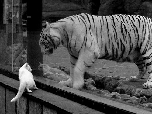 开云下载-日本队拼尽全力，只为荣誉！，日本队拼尽全力,只为荣誉而战