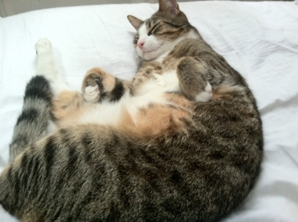 开云网站-梅西助攻帽子戏法，巴萨主场轻松获胜，梅西在巴萨球衣