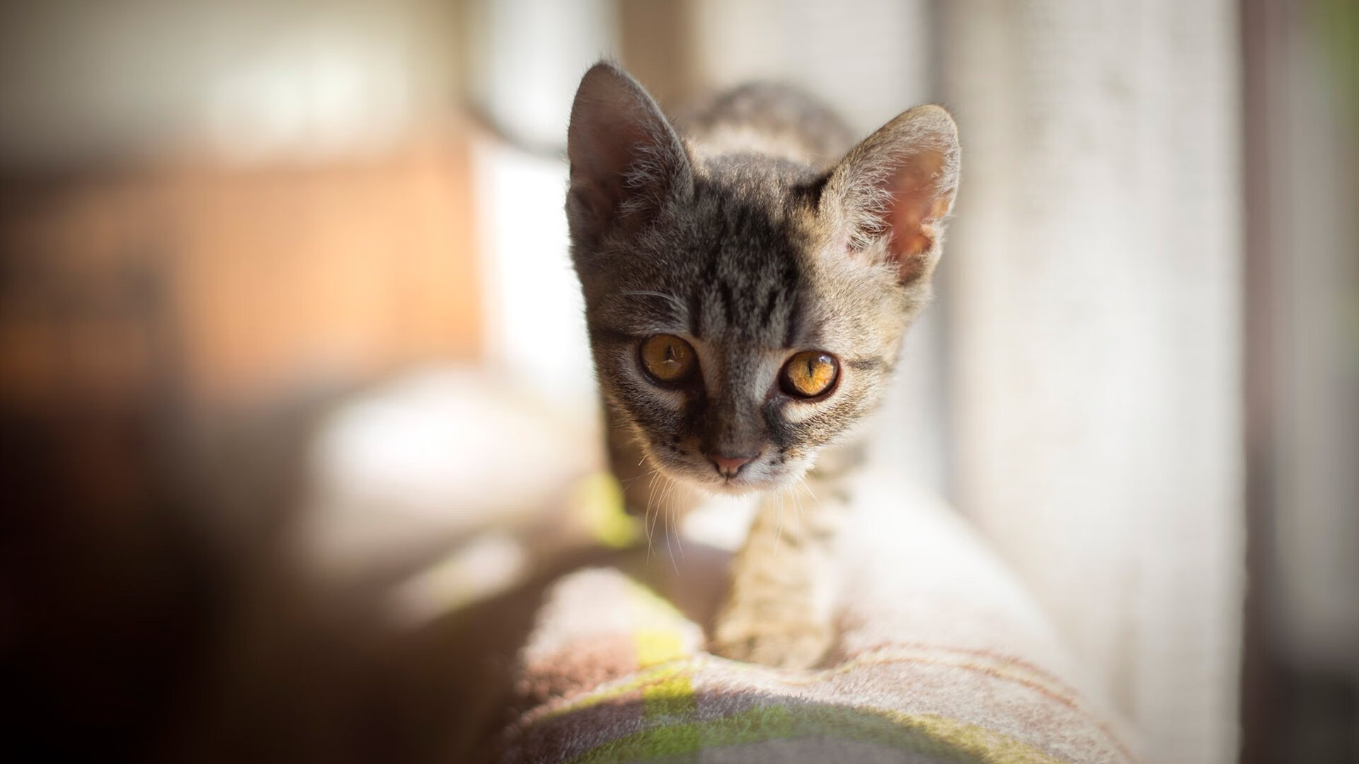 开云官方网站-替补登场提升前场压迫活力，替补出场什么意思