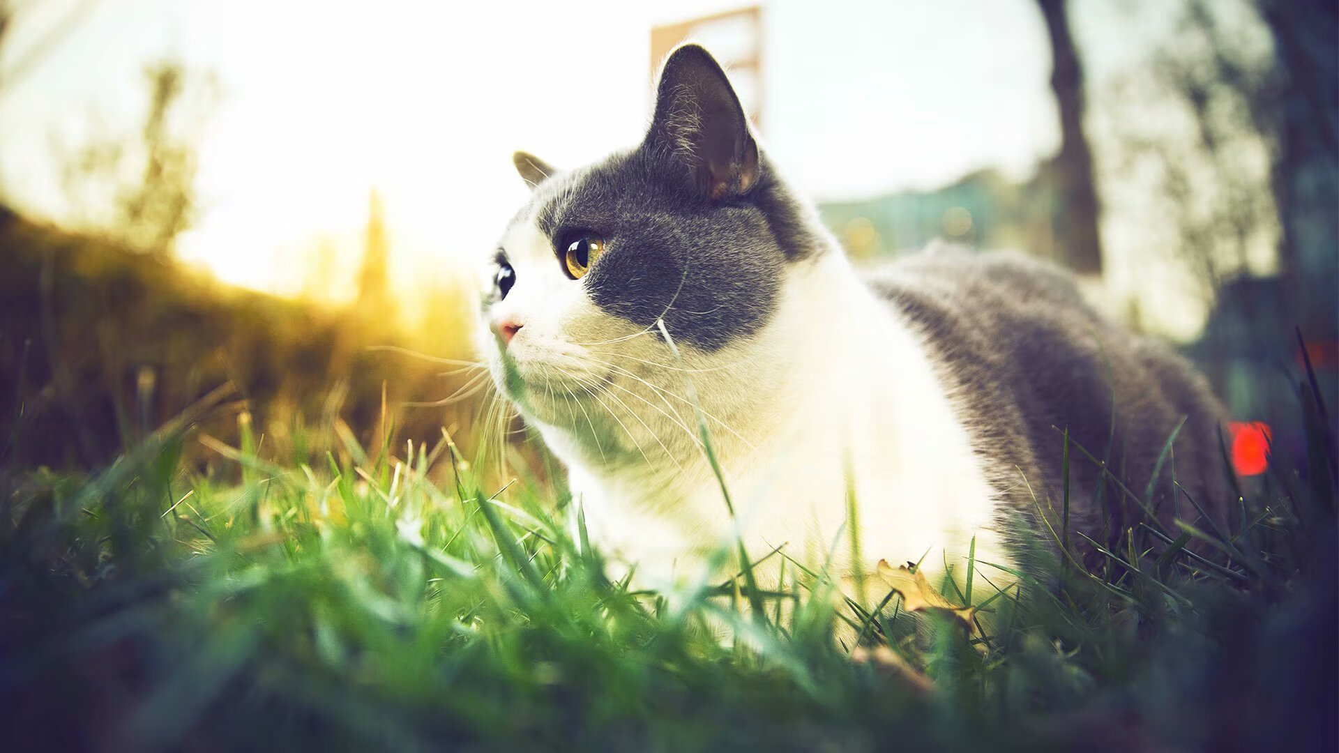 开云体育中国官网-张雨霏参演纪录片讲述泳池故事，张雨霏泳状照